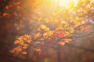 autumn maple tree
