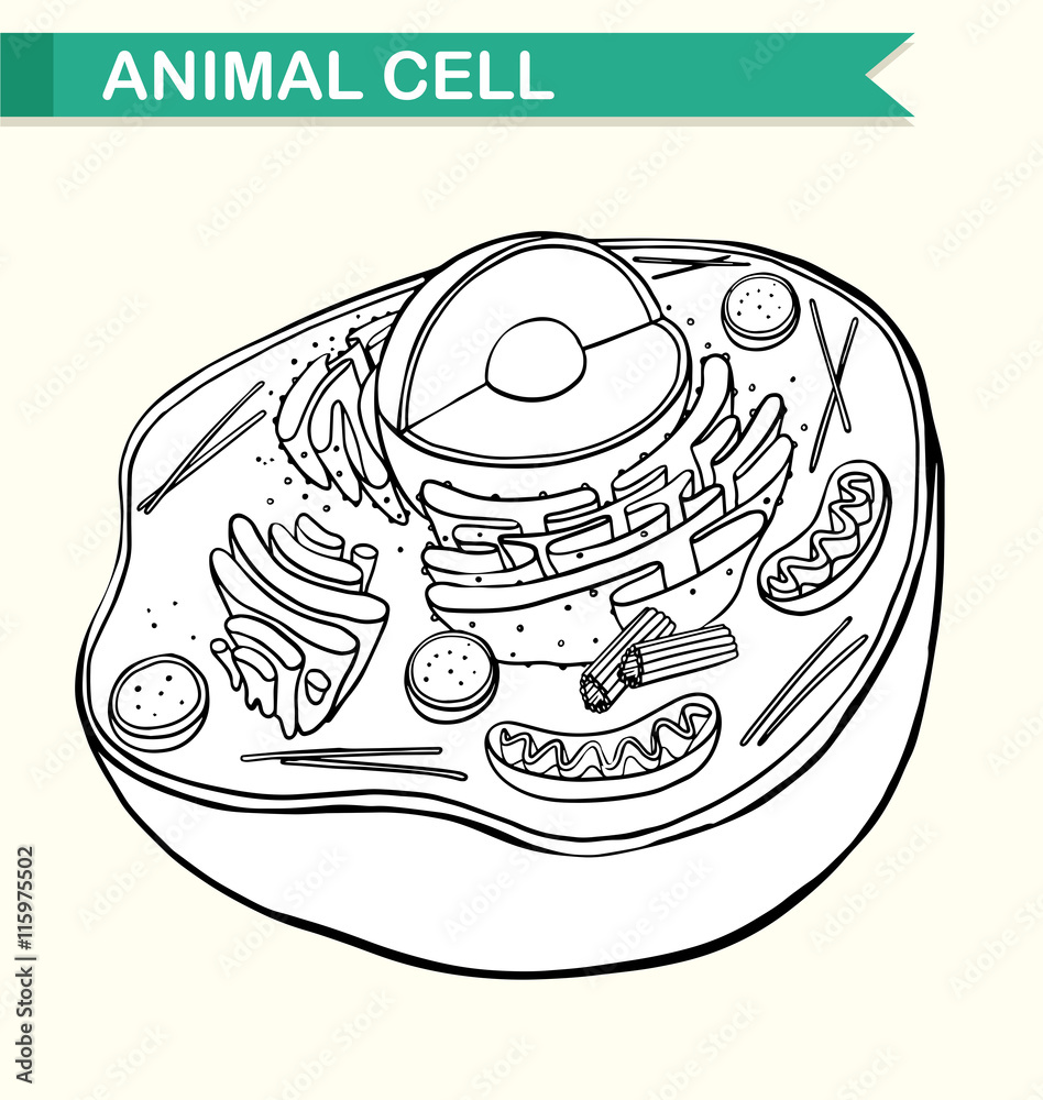 Diagram showing animal cell Stock Vector | Adobe Stock