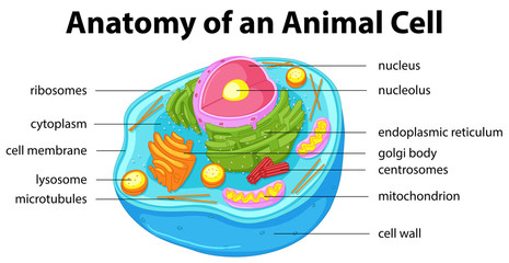 Wall Mural - Diagram showing anatomy of animal cell