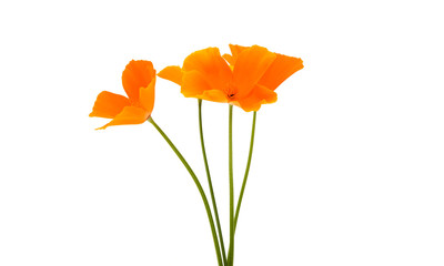 Canvas Print - orange poppy