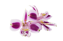 Lilac Alstroemeria On A White Background