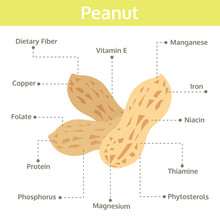 Peanut Nutrient Of Facts And Health Benefits, Info Graphic Nut