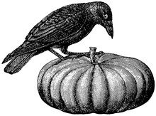 Vintage Image Raven On A Pumpkin  