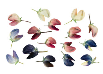 Wall Mural - Set of pressed and dried flowers of lupine isolated
