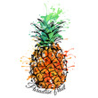 Bright color Pineapple. Vector illustration.