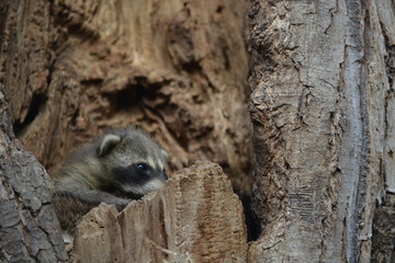 Wall Mural - raccoon in a tree