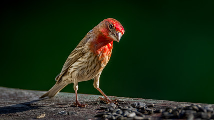 Male purple finch eating sunflower seeds