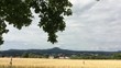 Blick über ein Weizenfeld zum Kaiserberg Hohenstaufen 