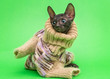 Leinwandbild Motiv Little kitten  in a knitted sweater