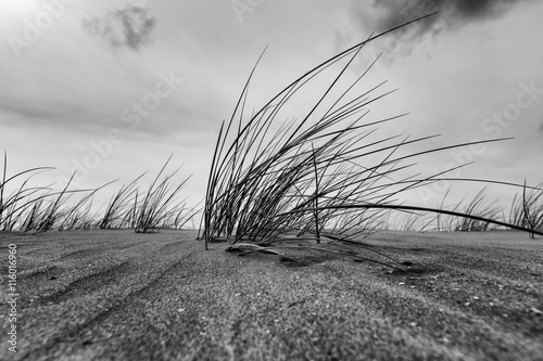 marram-grass-close-up-in-black-and-white