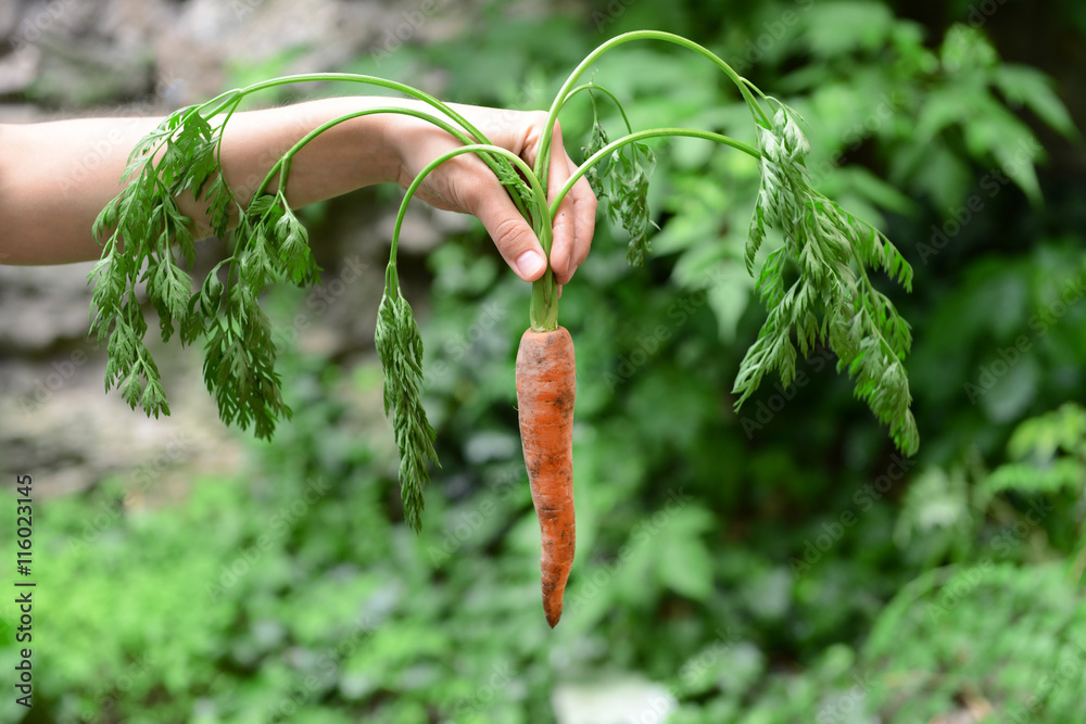 Woman holding fresh carrot