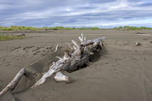 Large Driftwood In The Sand.