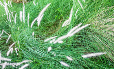 close up green grass flower on ground