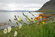 Icelandic Poppies In Westfjords In Bildidalur