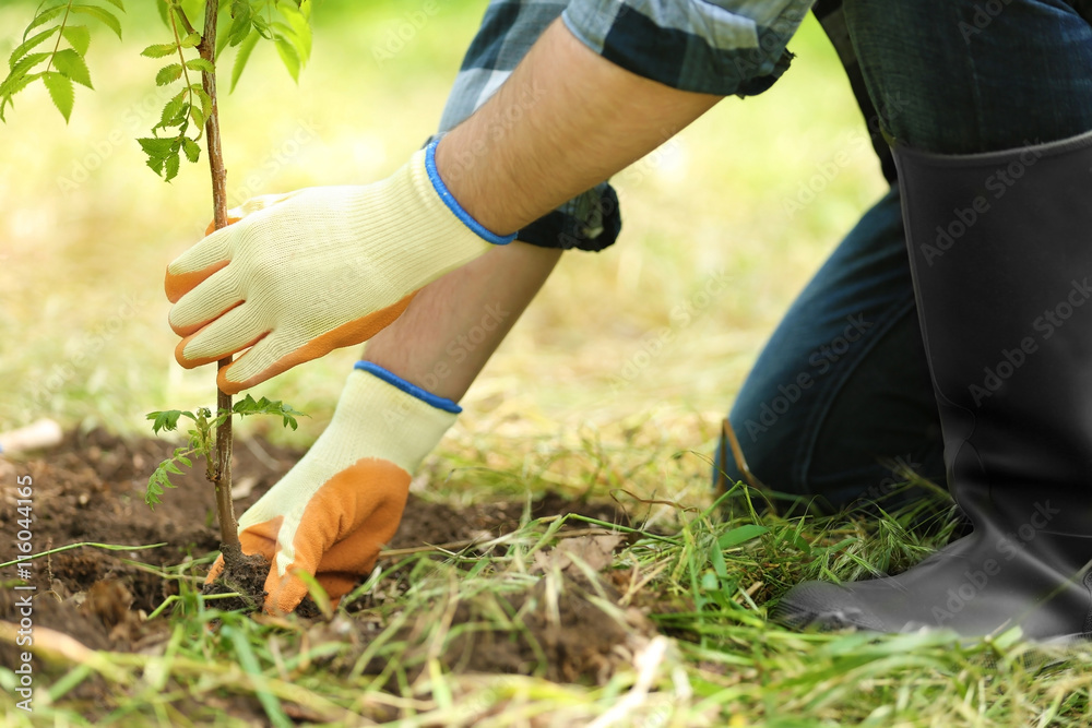 Man planting tree in garden