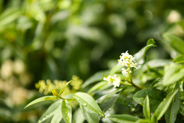 Wall Mural - Fresh green bush background