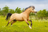 Fototapeta Konie - welsh pony