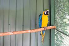 Macaw In Cage
