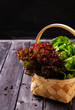 Bunch of green and red lettuce in wicker basket on a dark wooden background 
