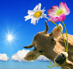 Wall Mural - Happy Birthday: Brown cow gives flowers :) 