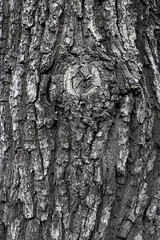 Texture of tree trunk