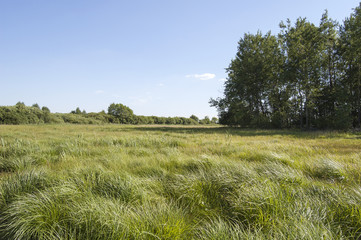 Green grass on the meadow