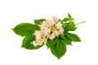 Horse chestnut flowers isolated on a white background. Medical herb series.