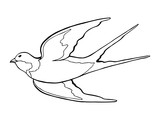 Fototapeta Koty - Swallow martlet bird black white isolated sketch illustration vector