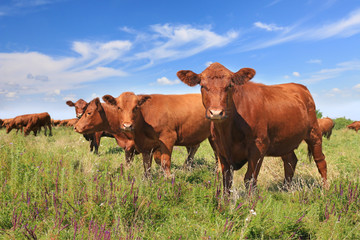 cows grazing on pasture