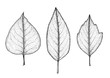 Set leaves of black on white. Vector illustration