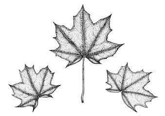 set of realistic maple leaves isolated on white background. vector illustration of autumn leafs