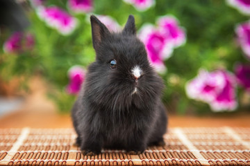 Wall Mural - Little black rabbit with white nose sitting near the beautiful flowers