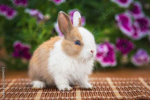 Plakat Mały królika obsiadanie w ogródzie w lecie