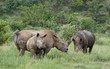 White rhinoceros or square-lipped rhinoceros, Ceratotherium simu