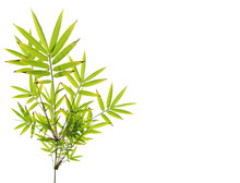 Green Bamboo Leaves On White Background