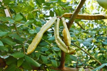 Green Seed Pods Growing On A Carob Tree (Ceratonia Siliqua)
