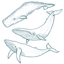 Whales Set Humpback Whale Blue Whale Sperm Whale Hand Drawn