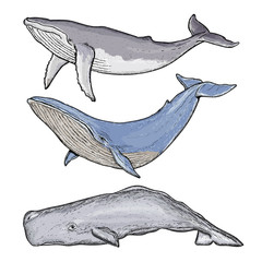 Wall Mural - Whales collection humpback whale blue whale sperm whale