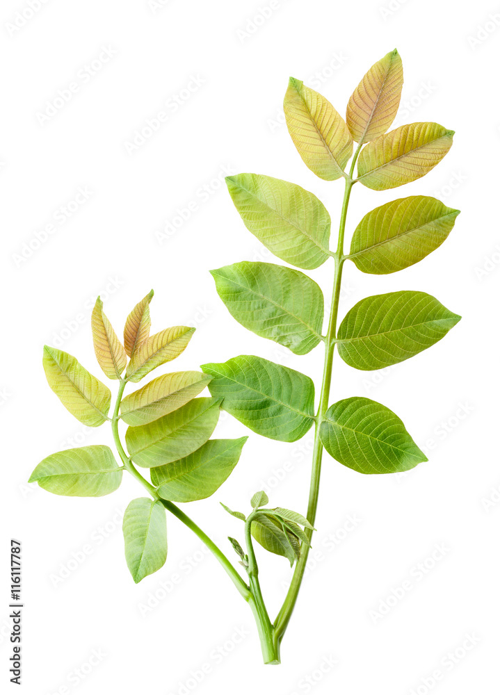 leaves of walnut isolated on white background Stock Photo | Adobe Stock