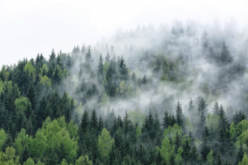 Obraz na płótnie las wzgórze świt spokojny