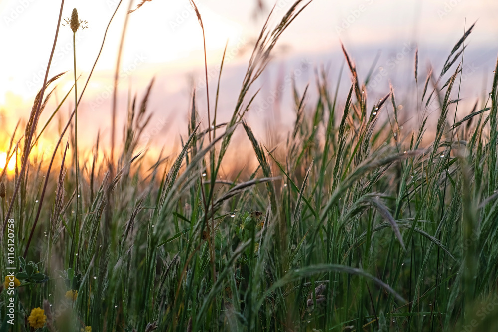 Beautiful wild meadow grass in sunrise