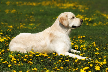 Wall Mural - beautiful dog breed Golden Retriever lying