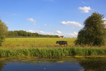 Wall Mural - black cow in grazing pasture