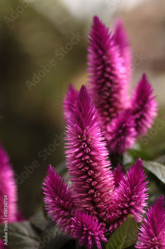 Fototapeta na szkło Purple pink flower of Celosia, also known as cockscomb or woolflowers, bloom in Africa, Mexico and even China as a perennial in gardens in summer.