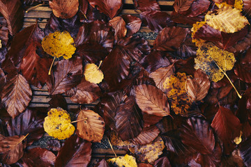 Wall Mural - looking down onto autumn leaves covering a wooden walkway. colou