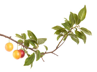 cherry-plum branch with berries and leaves isolated on white bac