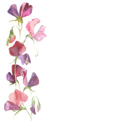 Vector background with watercolor flowers sweet pea and place for text.