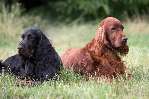 gordon irish setter