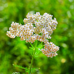 Medicinal plant Yarrow (Achillea millefolium)