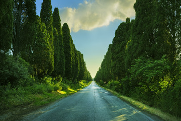 Poster - Bolgheri famous cypresses tree straight boulevard on backlight s